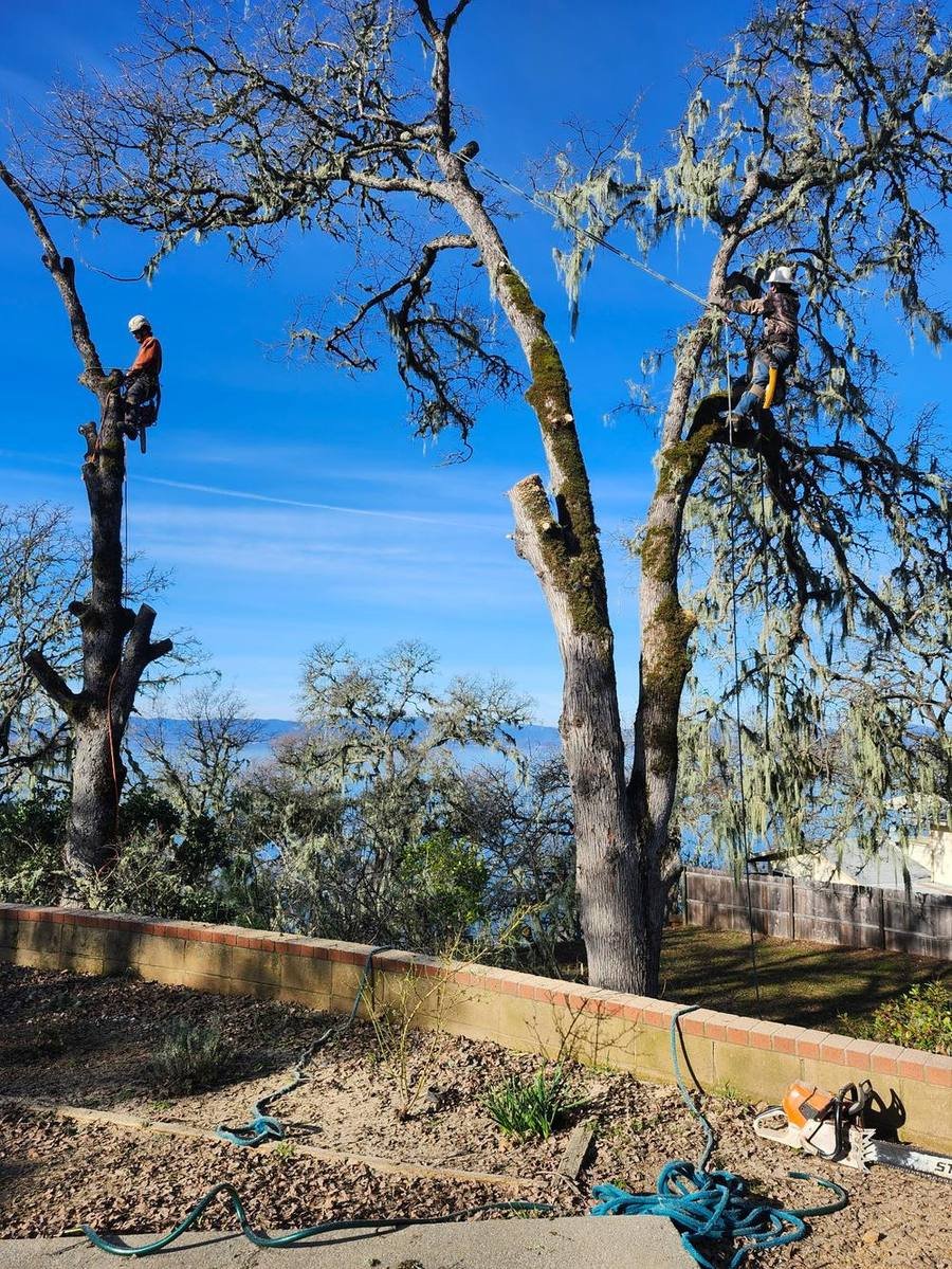Two Marvin's Garden Tree Service climbers roped into large oak trees during a tree removal above Clear Lake in Lake County, CA