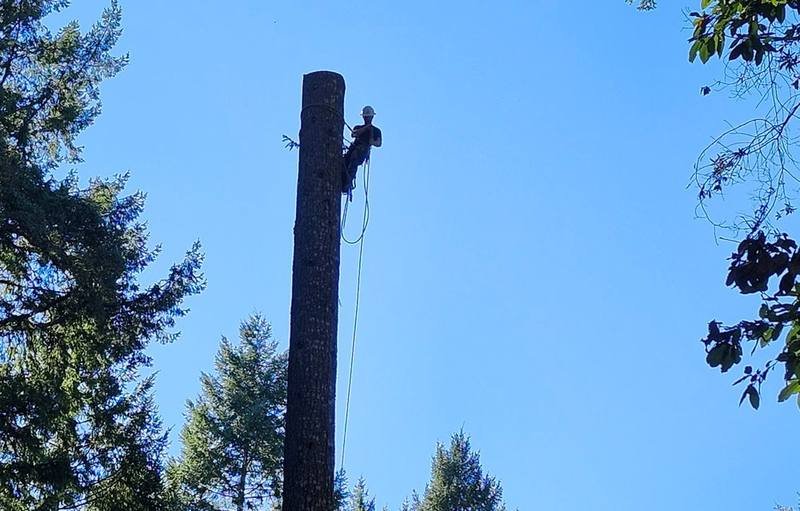 Climber roped near the top of a tall conifer spar during a sectional tree removal over homes in Northern California